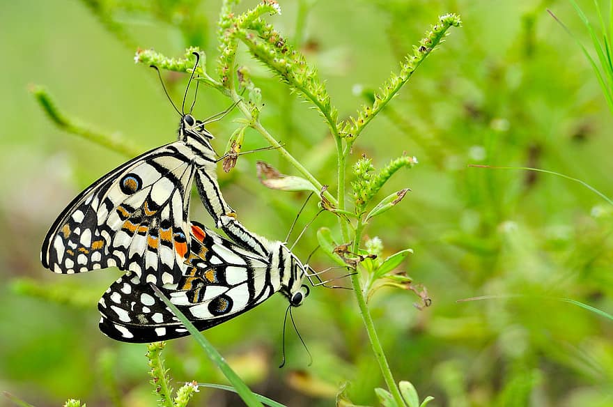蝶々、虫、カップル、交配、ペアリング、翼、ペア、再生、自然、バタフライ、蝶の交尾