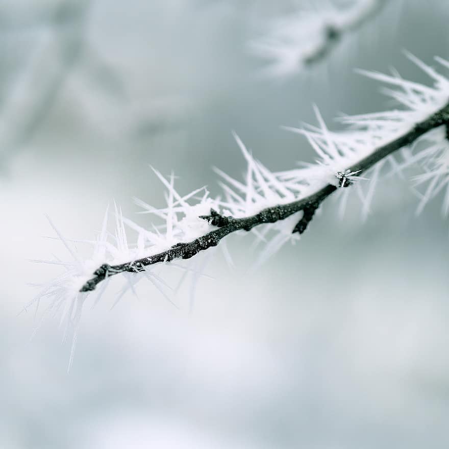 ramo congelato, cristalli di ghiaccio, ghiaccio, gelido, brina, congelato, inverno, freddo, ghiacciato, natura, giornata fredda