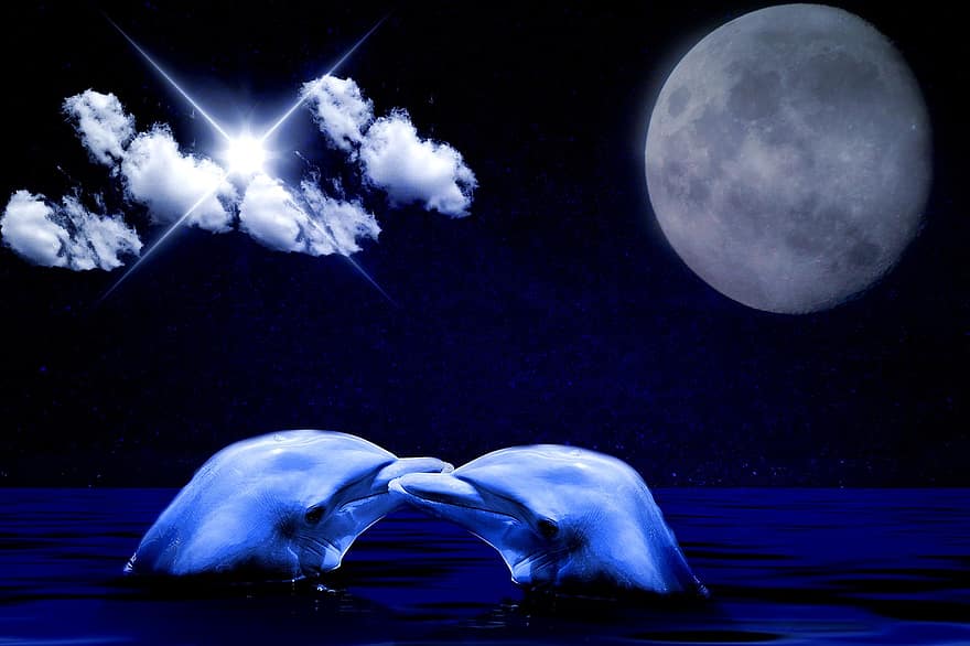 delfiini, flipperi, merinisäkkäät, kuu, pilviä, tähti, meri, yö-, pimeys, tunteet, rakkaus