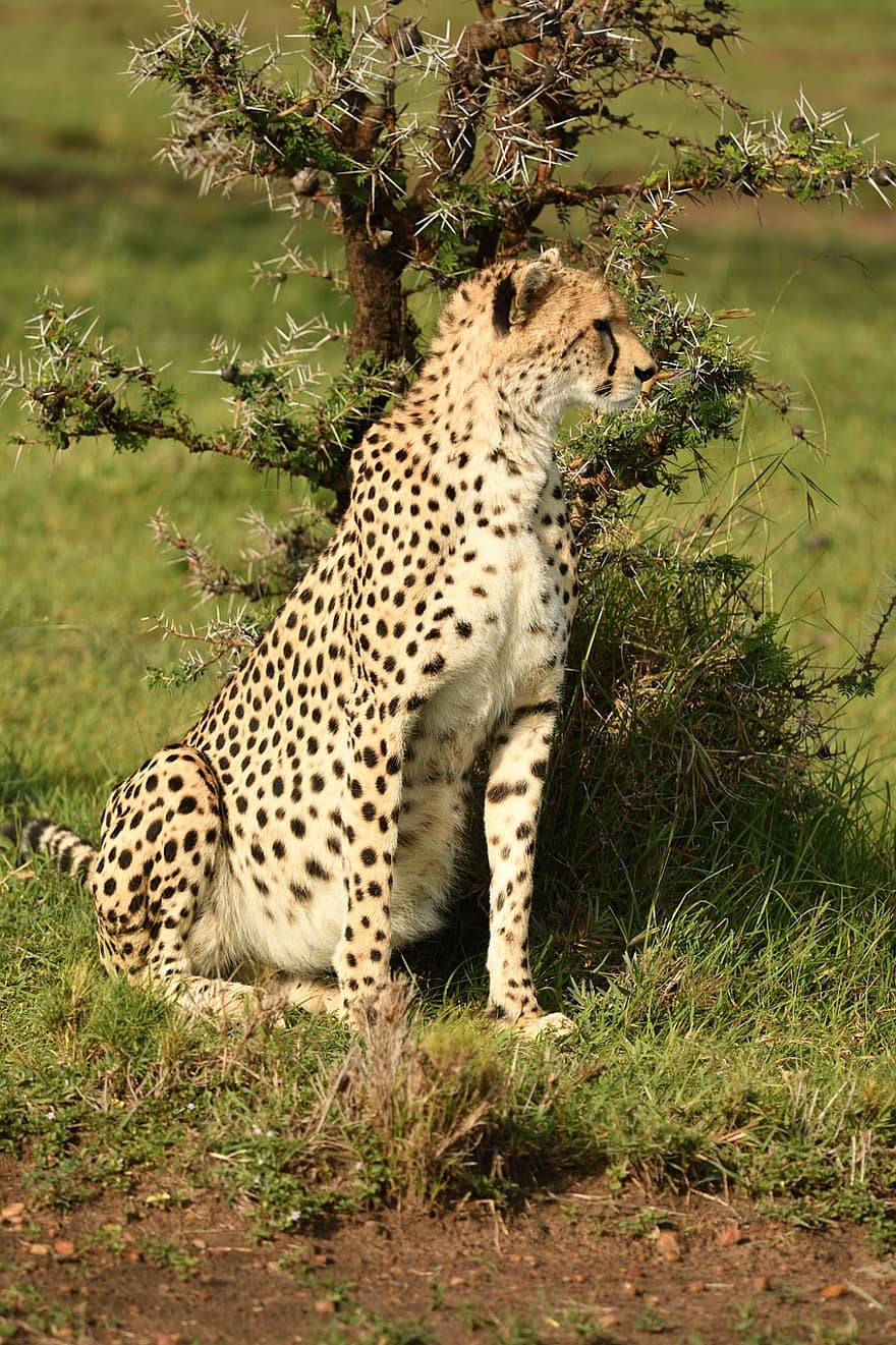 ghepardo, natura, animale, masai mara, Africa, mammifero