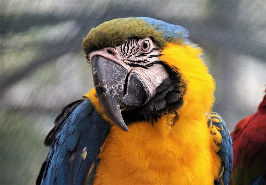 macaw, burung beo, burung, ara, eksotik, tropis, hewan, margasatwa, paruh