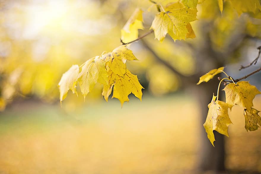 дърво, листа, есен, сезон, природа, листо, жълт, гора, многоцветни, ярки цветове, октомври