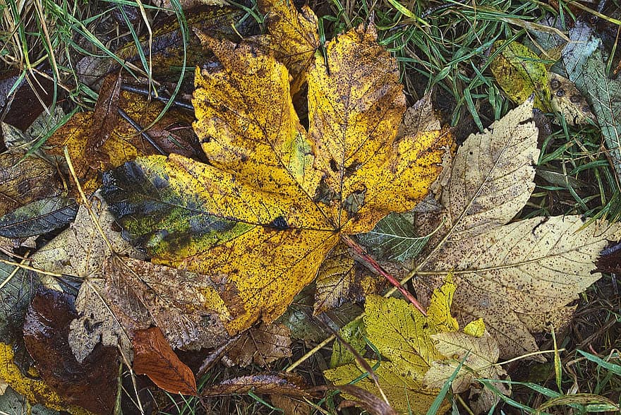 Waldboden, Ahornblätter, Herbst, Blätter, Herbstsaison, fallen, Makro