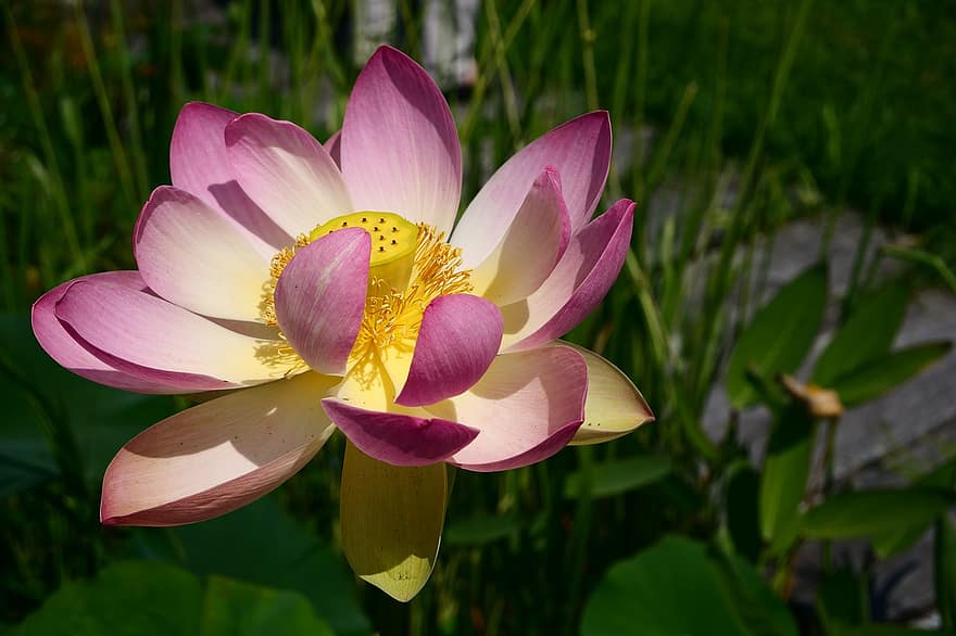 lotus, blomma, natur, Lotus blomma, klimat, Lotus Pink