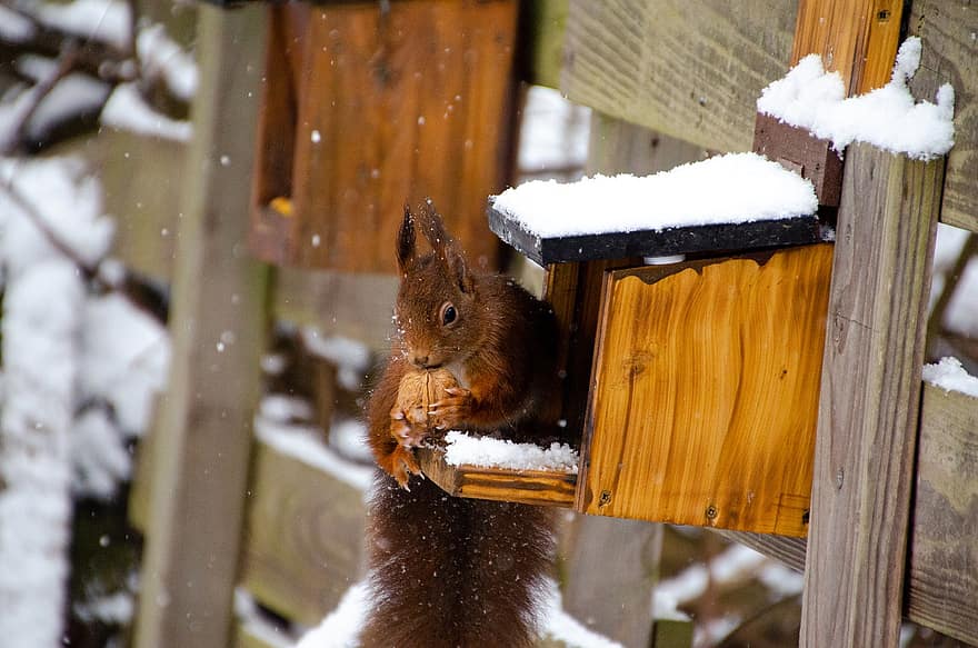 다람쥐, 눈, 설치류, 먹이 찾아 다니기, 눈이 내리는, 야생 생물, 겨울, 냉랭한, 흰 서리, 숲, 황야