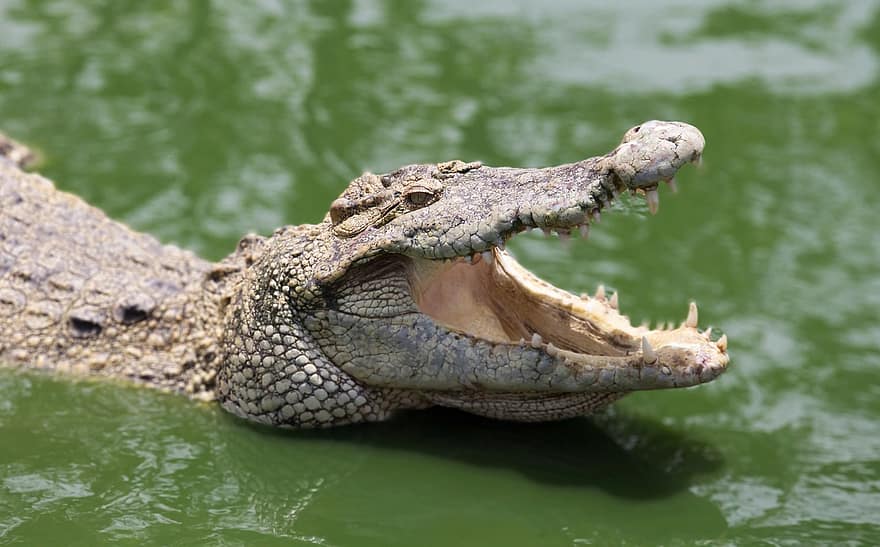 Crocodile, Wild Animal, Reptile, animals in the wild, alligator, animal teeth, animal head, water, swamp, close-up, danger