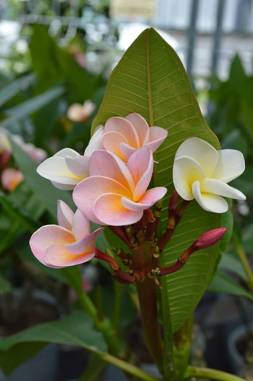 virág, növény, hawaii