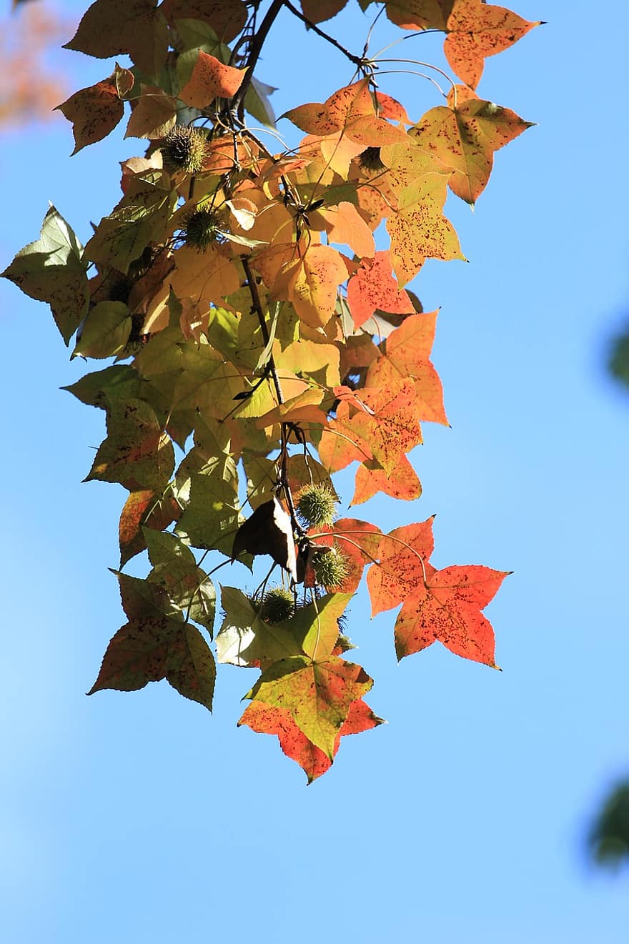 maple, Daun-daun, musim gugur, jatuh, daun maple, cabang, pohon, menanam