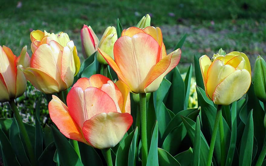 tulipaner, blomster, vår, petals, planter, blomst, blomstre, blomstrende, hage, natur