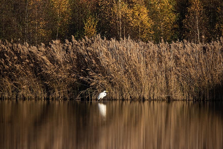 Heron, Lake, Bird, Bank, Reeds, Morning, Autumn, Scenic, Nature
