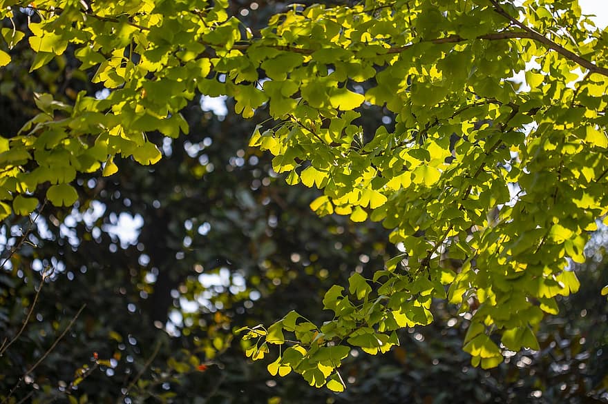 le foglie, fogliame, alberi, rami, ginkgo, Parco Wanxiang, Zhejiang, Hangzhou