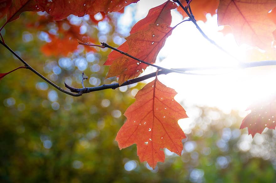 葉、秋、自然、森林、木、シーズン、黄、鮮やかな色、閉じる、ブランチ、きらきら