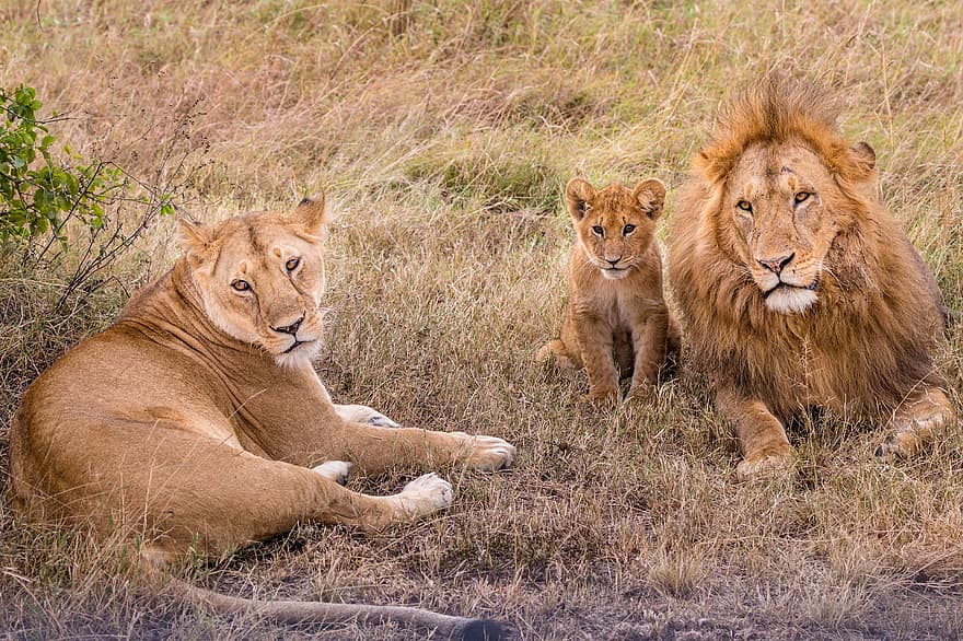 Löwen, Löwin, Safari, Junges, baby Löwe, Tiere, Säugetiere, große Katzen, Fleischfresser, Raubtier, Familie
