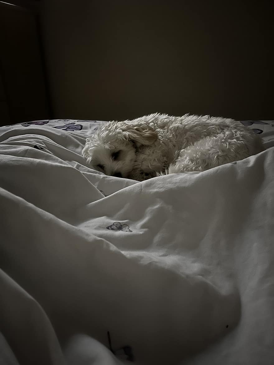 hond, slapende hond, bed, slaapkamer, huisdier, hoektand, zwart en wit