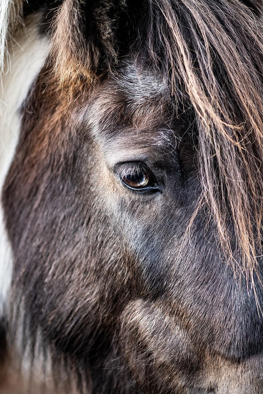 лошадь, голова, глаз, пони, исландская лошадь, заплата, мех, животное, млекопитающее, лошадиный, крупный план