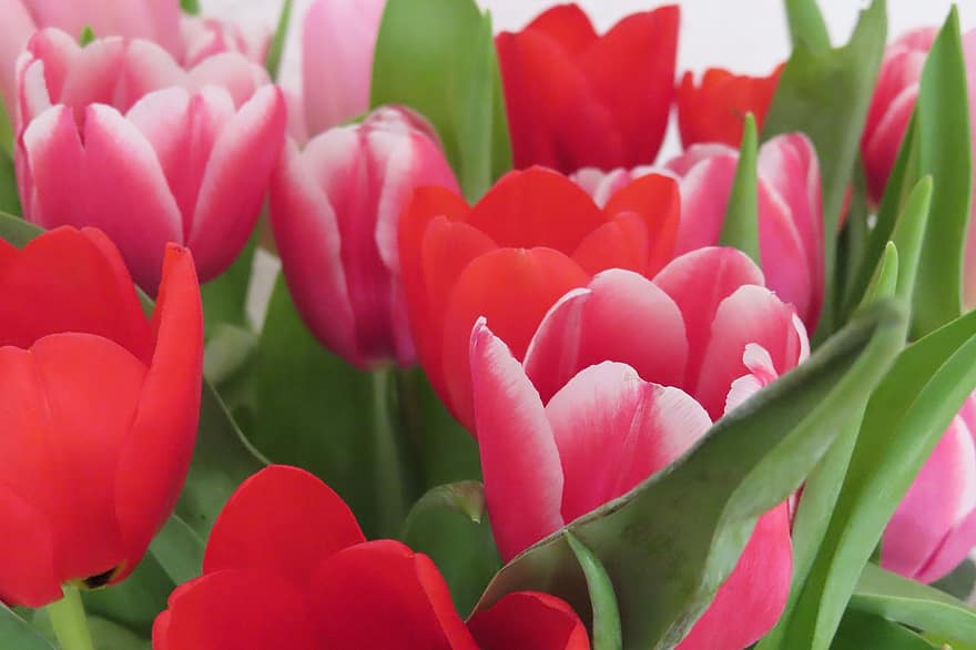 Tulpen, Blumen, Pflanzen, rosafarbene Tulpen, rote Tulpen, Blütenblätter, Blätter, blühen, Frühling, Pflanze, Blume