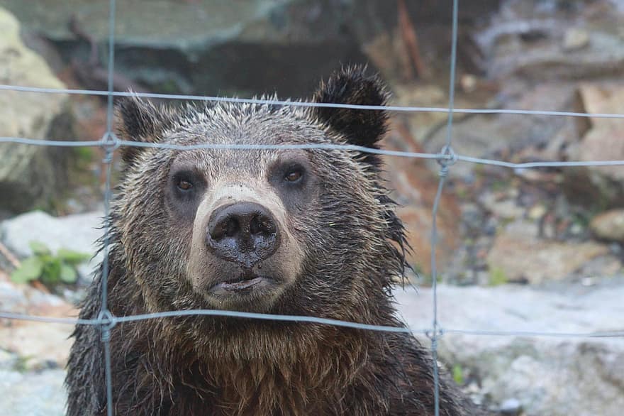 Niedźwiedź, Niedźwiedź grizzly, zwierzę, Natura, dzikiej przyrody, drapieżnik, ssak, dziki, mięsożerne, ogród zoologiczny