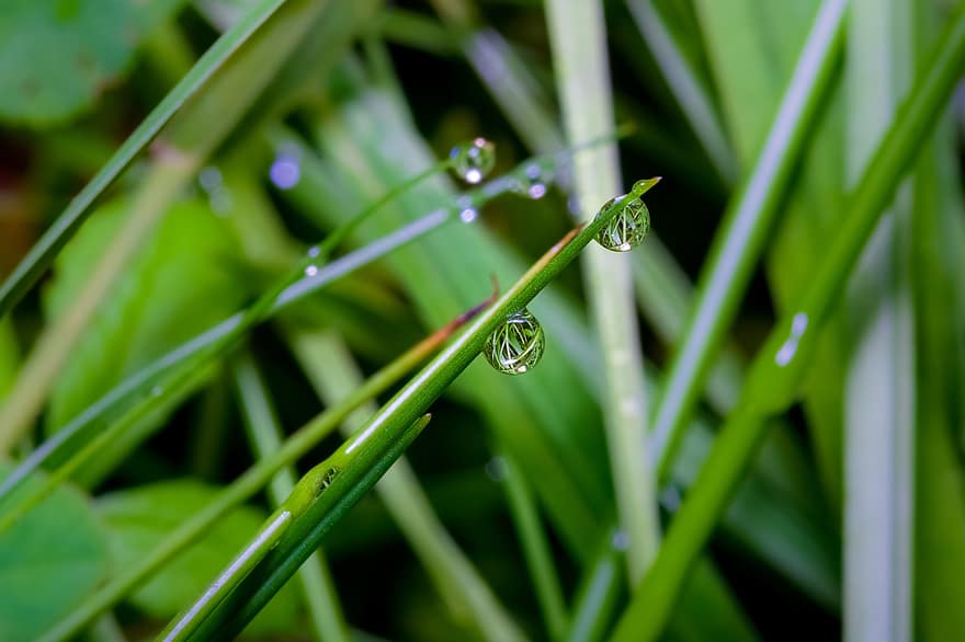 Grass, Waterdrop, Plant, Droplets, Raindrop, Drops, Water, Reed Grass, Marsh Plant, Leaves, Pond Plant
