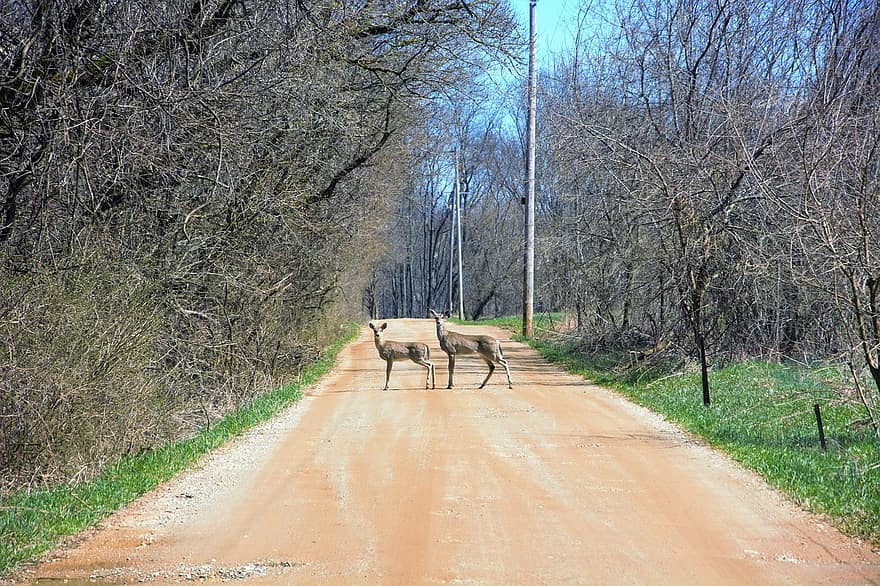鹿、路上で、見つめる、まだ立っている、砂利道、国内で、森の中、森林、田舎道、ホワイトテイル、ホワイトテール鹿