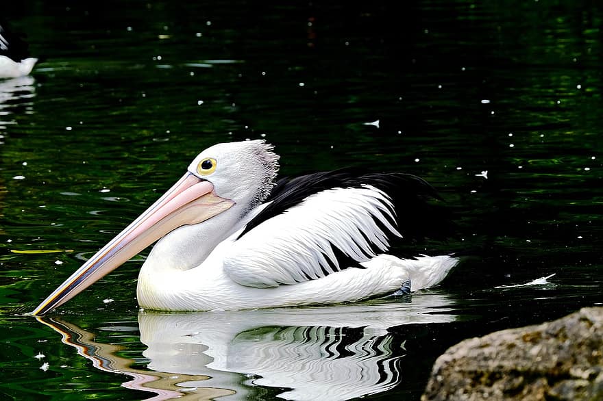 pasăre, ornitologie, pelican, păsări de apă, specie, faună, aviară, animal, animale sălbatice, habitat, cioc