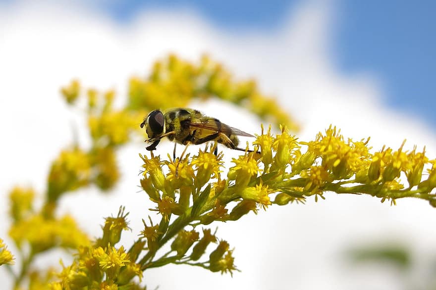 pairar voar, inseto, goldenrod, flores, Crânio Hoverfly, Hoverfly Umbelado, animal, flores amarelas, plantar, natureza, macro
