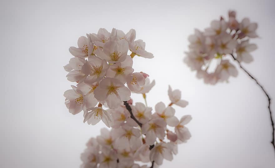 Cherry Blossoms, Flower, Spring, Nature, Background, Blossom, Bloom, Flora, Cherry Blossom, Branch