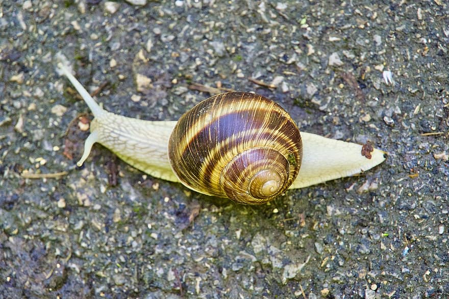 Snail, Escargot, Slug, Slow, Shell, Mollusk, Slippery, Crawl, Sticky, Moving, Invertebrate