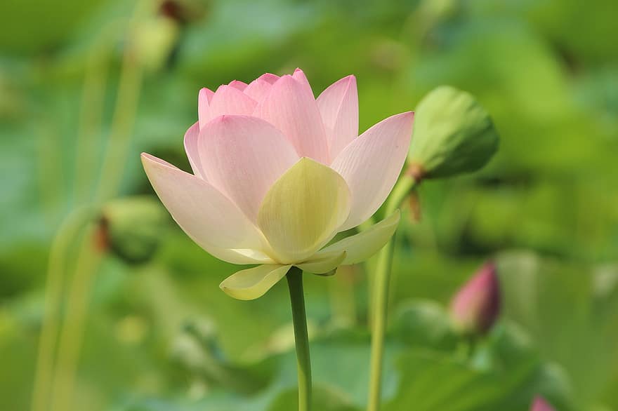Lotus, Flower, Petals, Water Lily, Bloom, Blossom, Aquatic Plant, Flowering Plant, Plant