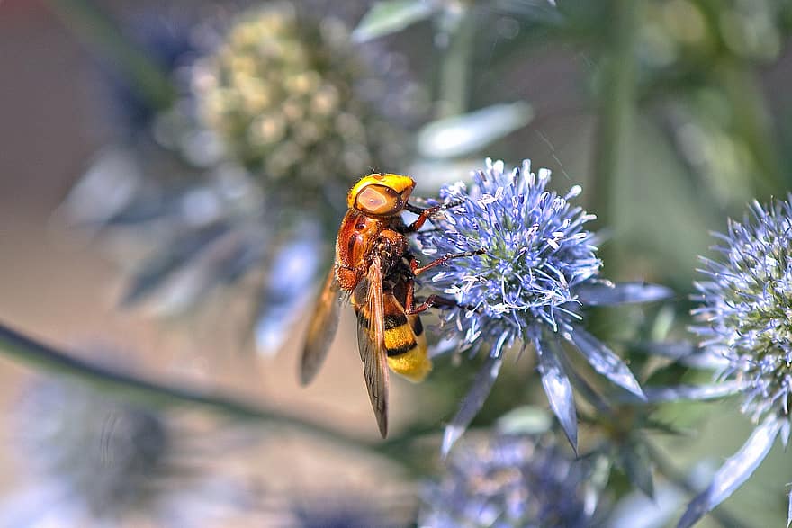 Insect, Hoverfly