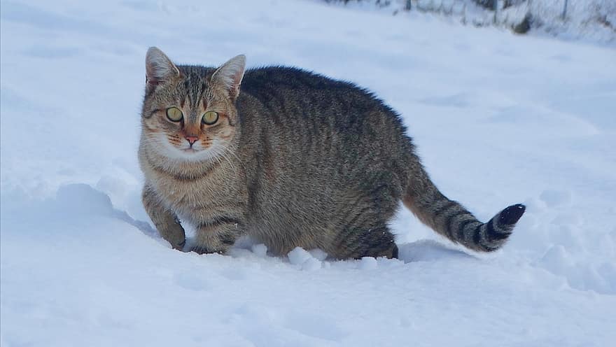 kat, killing, dyr, husdyr, indenlandske kat, pattedyr, vinter, sne, kæledyr, nuttet, feline