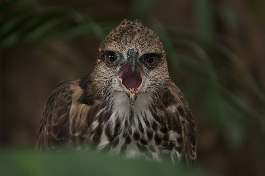 Hawk, Bird, Bird Of Prey, Avian, Ornithology, Wildlife