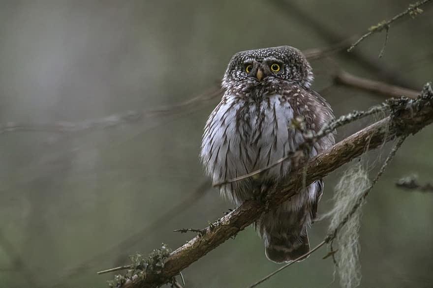 Owl, Eurasian Pygmy Owl, Glaucidium Passerinum, Perched, Branch, Tree, Bird, Wilderness, Wildlife, Animal, Nature