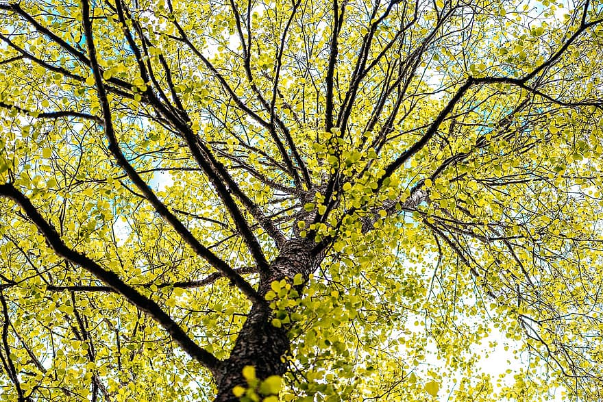 Tree, Flower, Branches, Bark, Wood, yellow, leaf, autumn, forest, season, plant