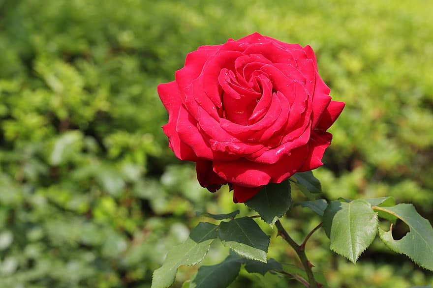 троянда, червоний, квітка, пелюстки, Червона роза, Червона квітка, червоні пелюстки, цвітіння, флора, пелюстки троянд, цвітіння троянди