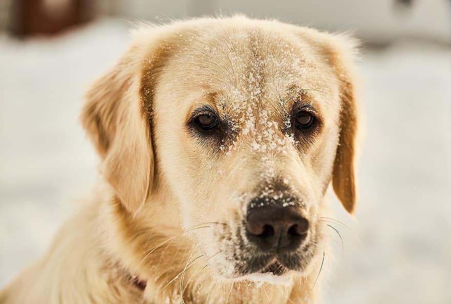 ลาบราดอร์รีทรีฟเวอร์, หมา, หิมะ, สุนัขพันธุ์หนึ่ง, สัตว์เลี้ยง, สัตว์, สุนัขในบ้าน, สุนัข, เลี้ยงลูกด้วยนม, น่ารัก, ฤดูหนาว