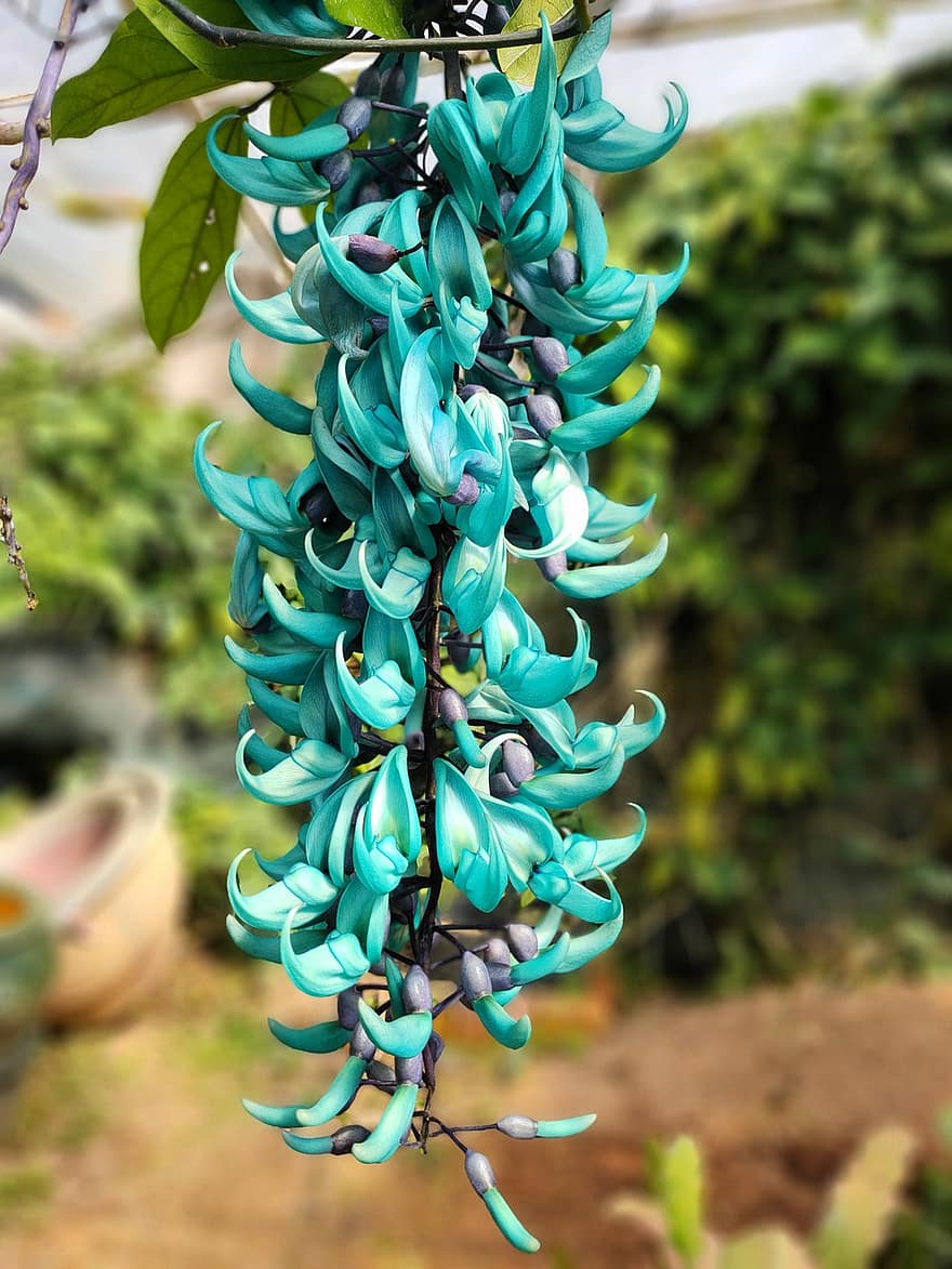 Background, Green Tiger's Claw Flower, Tiger's Claw Flower, Flower, Jade Vine, Strongylodon Macrobotrys, Marble Vine, Tiger Claw Flower Care, leaf, close-up, green color