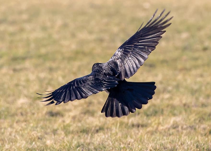 Crow, Flying Crow, Black Bird, Flight, Wings, Fly, Flying, Flying Bird, Feathers, Black Feathers, Plumage