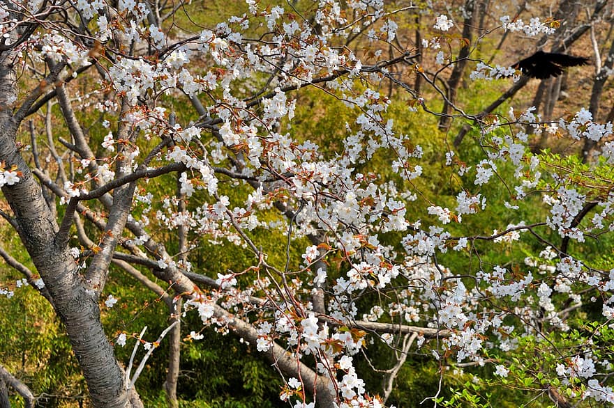 Třešňový květ, květiny, jaro, růžové květy, sakura, rostlina, květ, větev, strom, Příroda, list