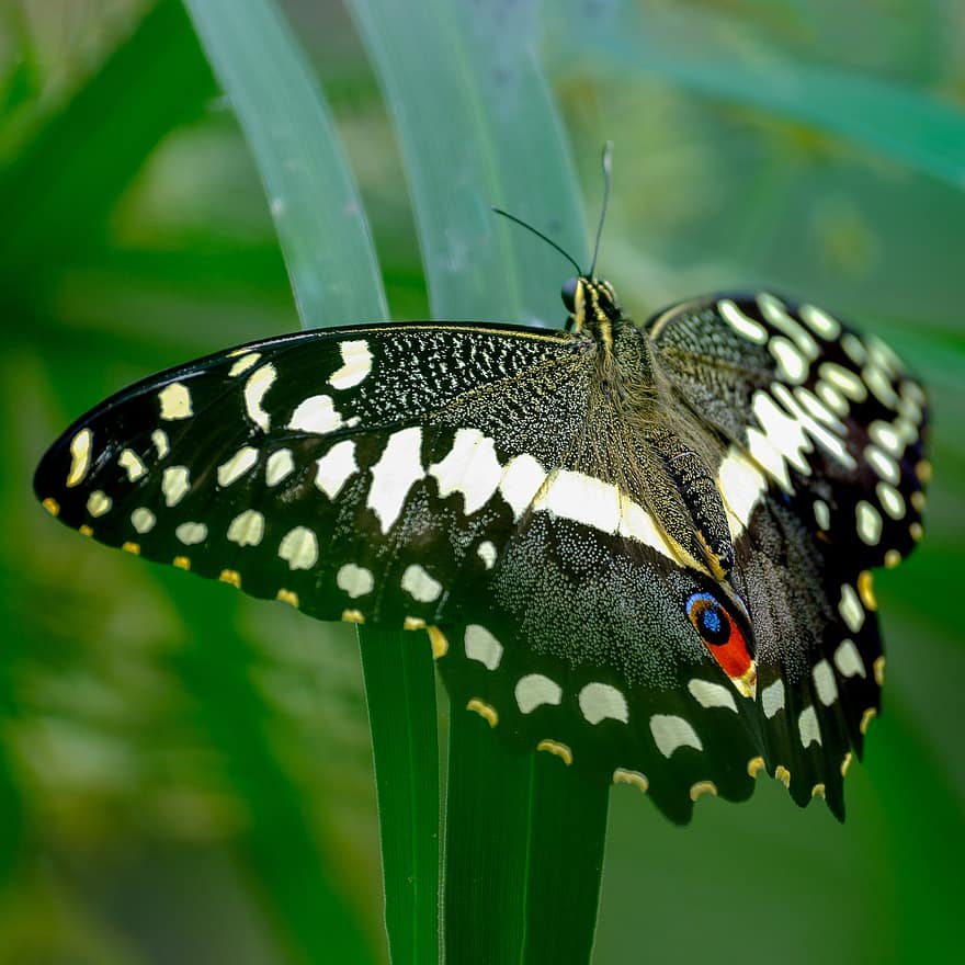 пеперуда, насекомо, крилато насекомо, крила на пеперуда, фауна, животно, природа, едър план, макро, зелен цвят, многоцветни