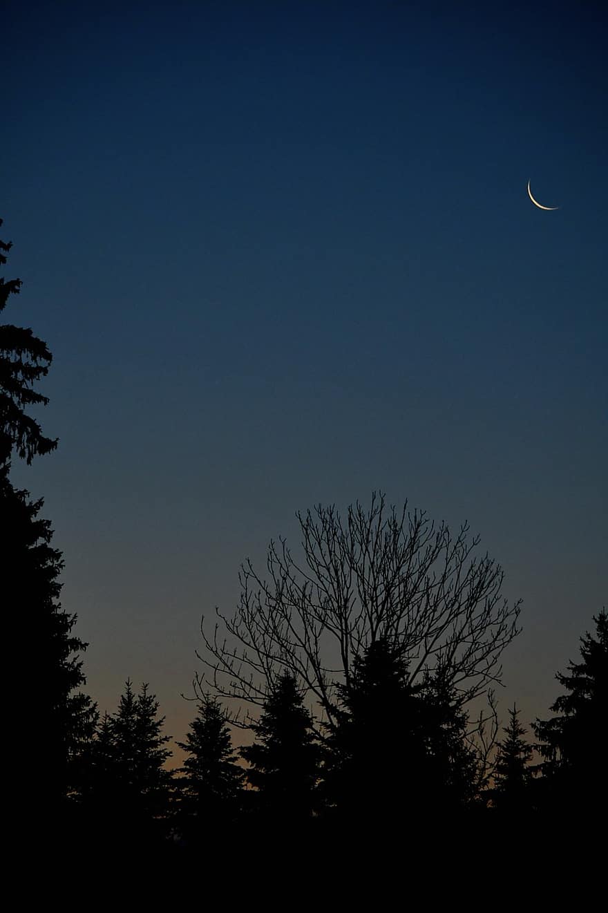 місяць, ліс, близько, на відкритому повітрі, подорожі, ніч, дерево, силует, сутінки, підсвічується, темний