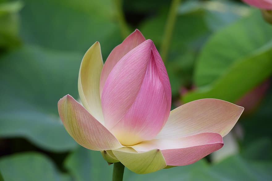 Lotus, Flower, Pink Flower, Lotus Flower, Petals, Blossoming, Blooming, Plant, Aquatic Plant, Flora, Nature