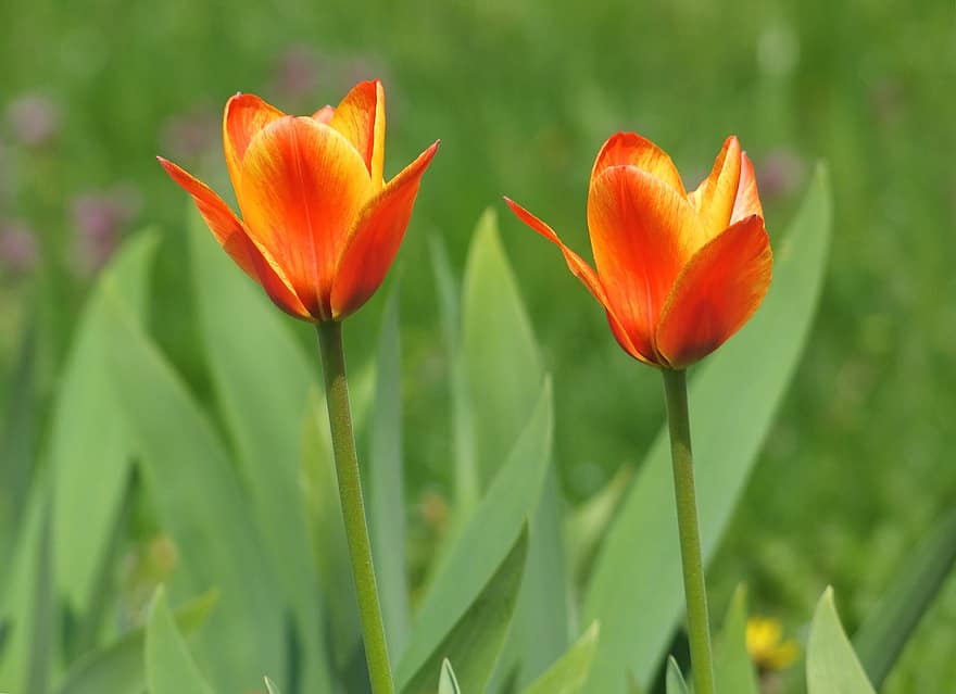tulipany, Pomarańczowy, kwiaty, płatki, trzon, odchodzi, listowie, wiosna, ogród
