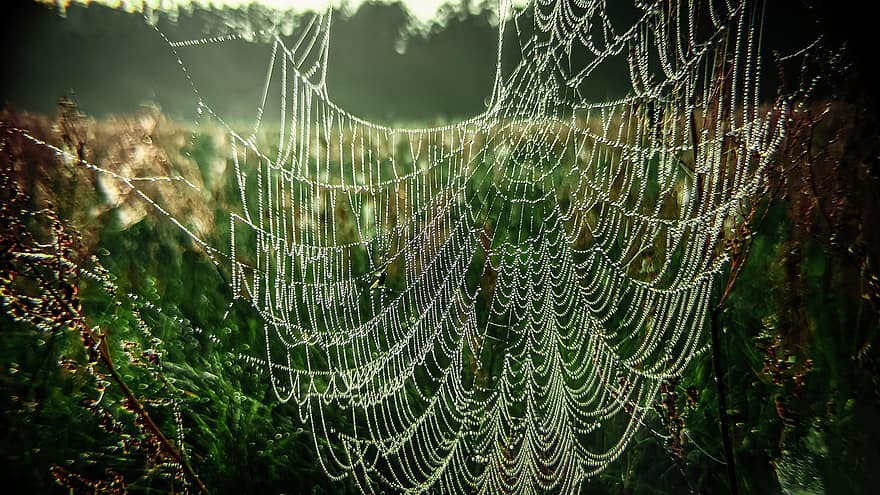 örümcek, örümcek ağı, yetişme ortamı, çiy, düşürmek, kapatmak, ıslak, arka, çimen, bitki, yeşil renk
