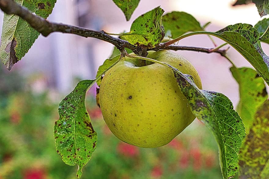 äpple, frukt, mat, färsk, hälsosam, mogen, organisk, ljuv, producera, löv