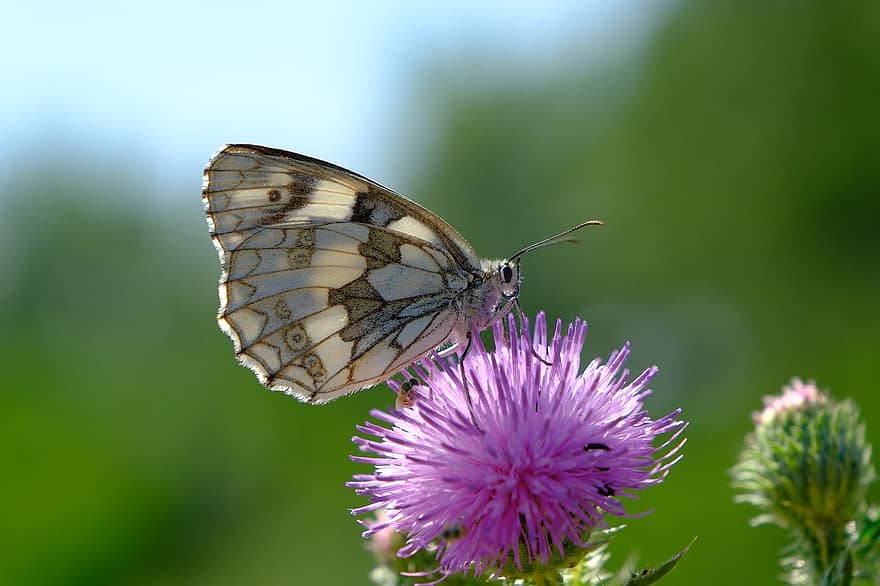bướm trắng cẩm thạch, cây kế, thụ phấn, cận cảnh, côn trùng, bươm bướm, vĩ mô, nhiều màu, mùa hè, bông hoa, màu xanh lục