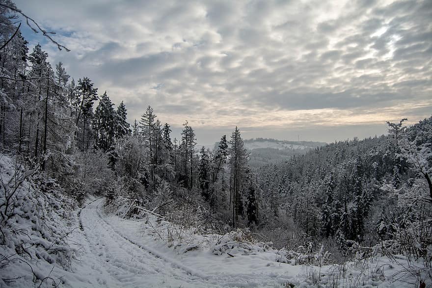 zimowy, śnieg, Droga, las, drzewa, ścieżka, szlak, krajobraz, na dworze, drzewo, Góra