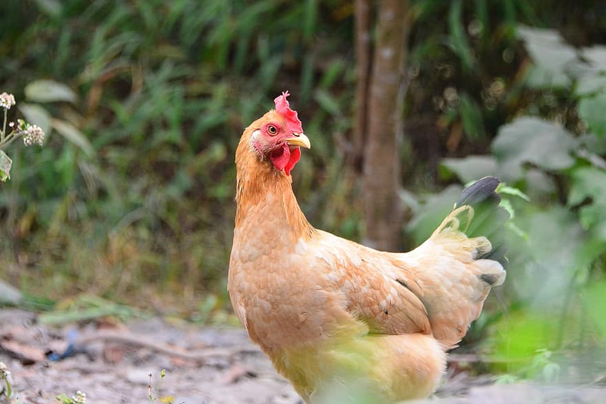 Hen, Chicken, Bird, Poultry, Livestock, Landfowl, Feathers, Plumage, Ave, Avian, Ornithology