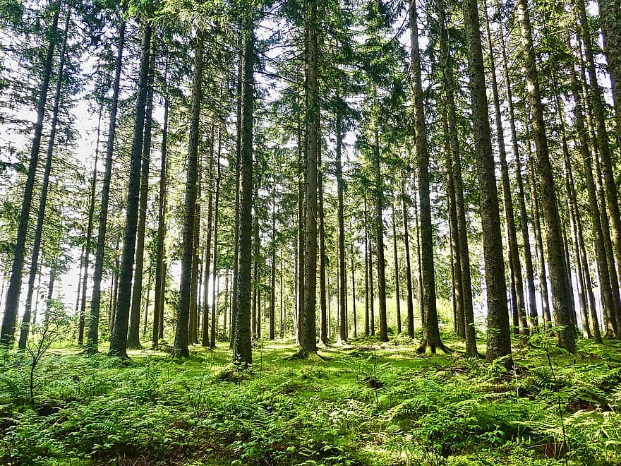 rừng, cây, Thiên nhiên, phong cảnh, lông tơ, gỗ, màu xanh lục, mùa hè, Lá cây, ánh sáng mặt trời, Mùa