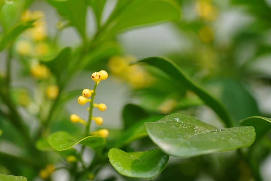 rostlina čínských parfémů, květiny, rostlina, list, detail, zelená barva, letní, svěžest, květ, růst, žlutá