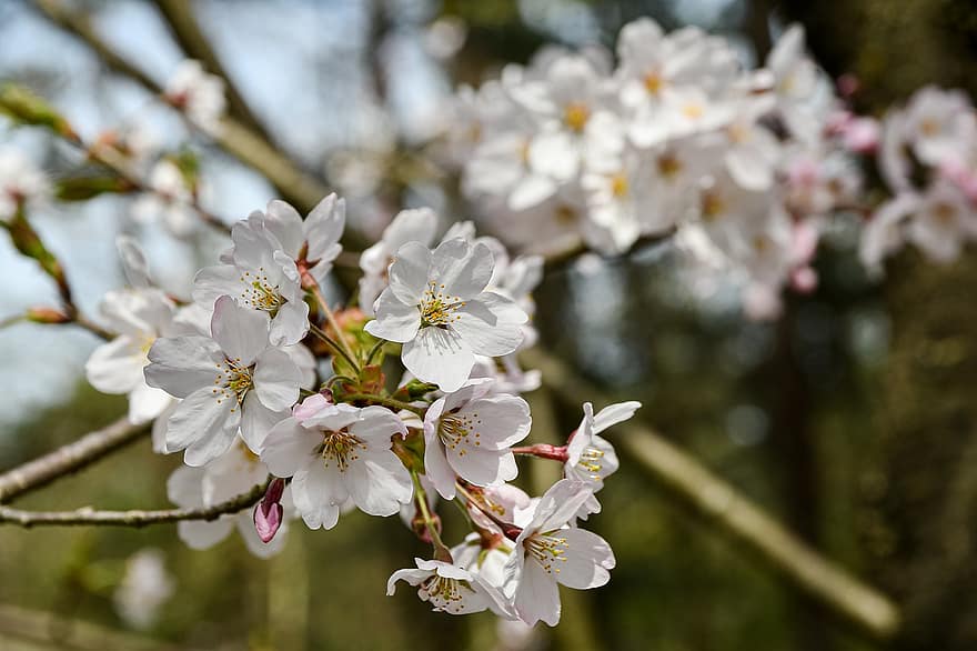 桜、さくら、フラワーズ、春、自然、花、閉じる、工場、花弁、ブランチ、葉